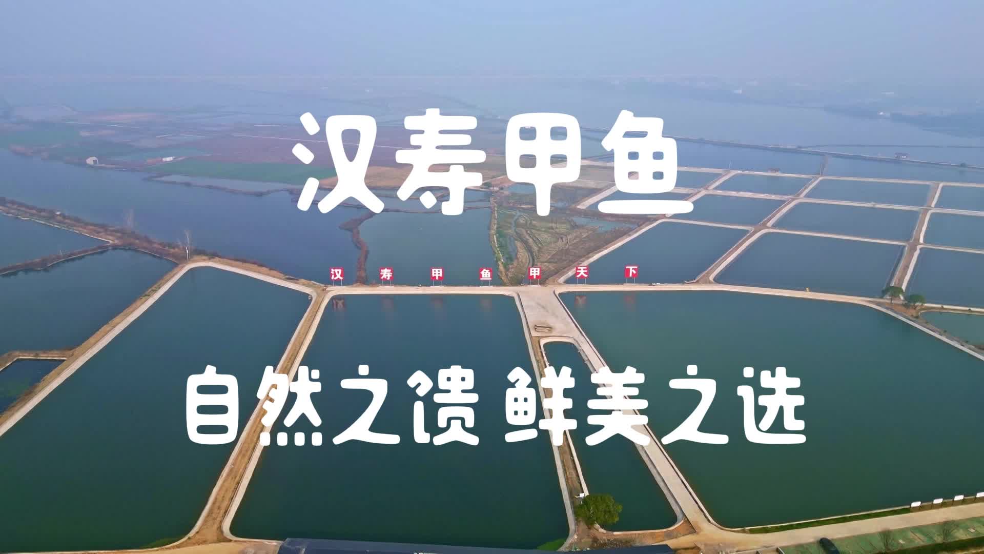 汉寿甲鱼 自然之馈 鲜美之选