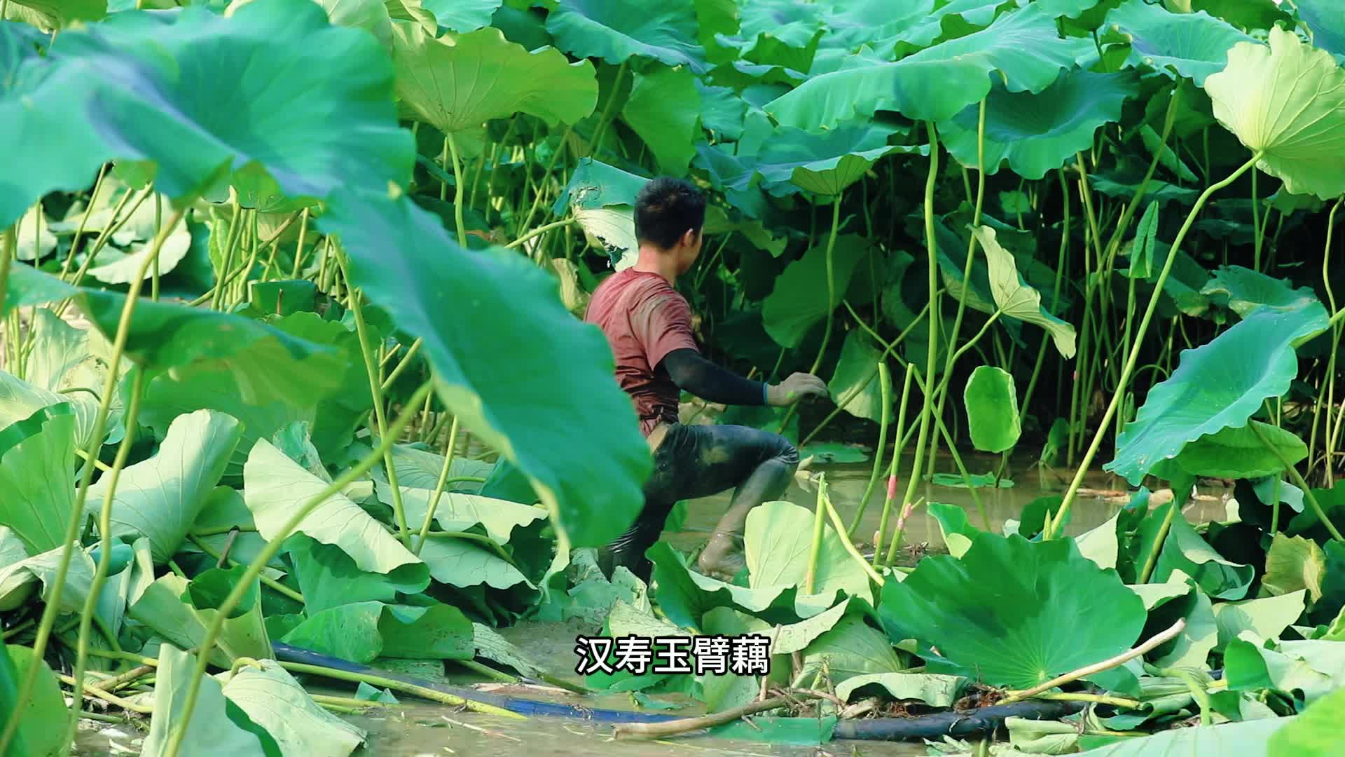汉寿玉臂藕