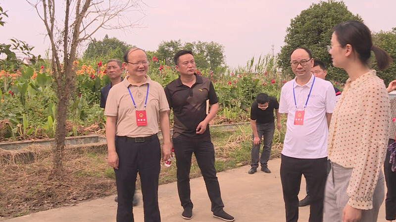 【我为群众办实事】汉寿县人大代表集中视察入河排污口（四）
