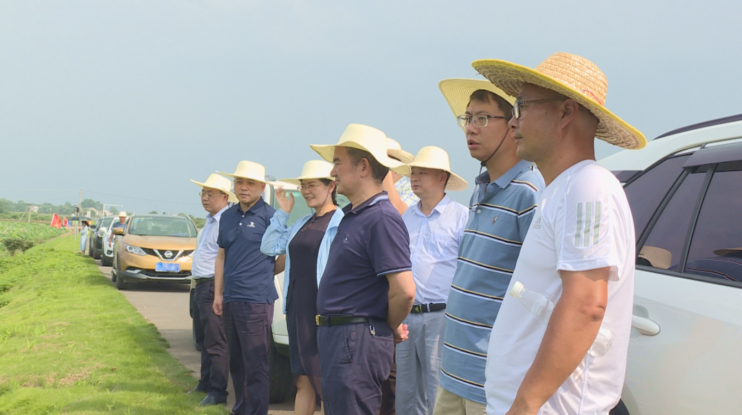常德市农科院调研组来汉寿调研指导“同心美丽乡村(社区)”示范片创建工作
