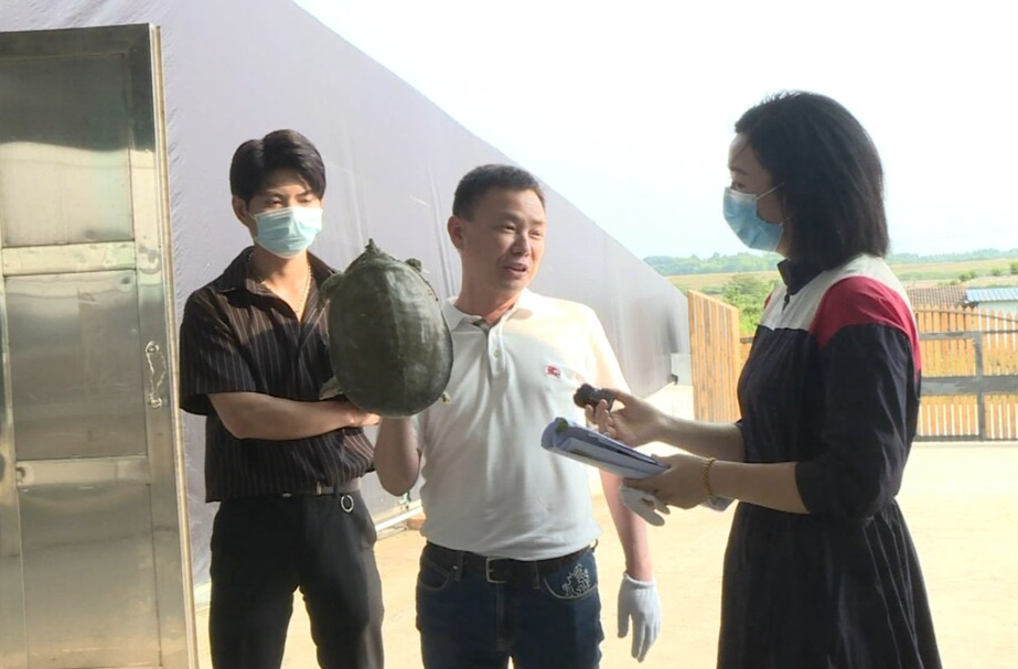 【大力推进龟鳖产业】政企同心联手直播 助推汉寿甲鱼产业发展