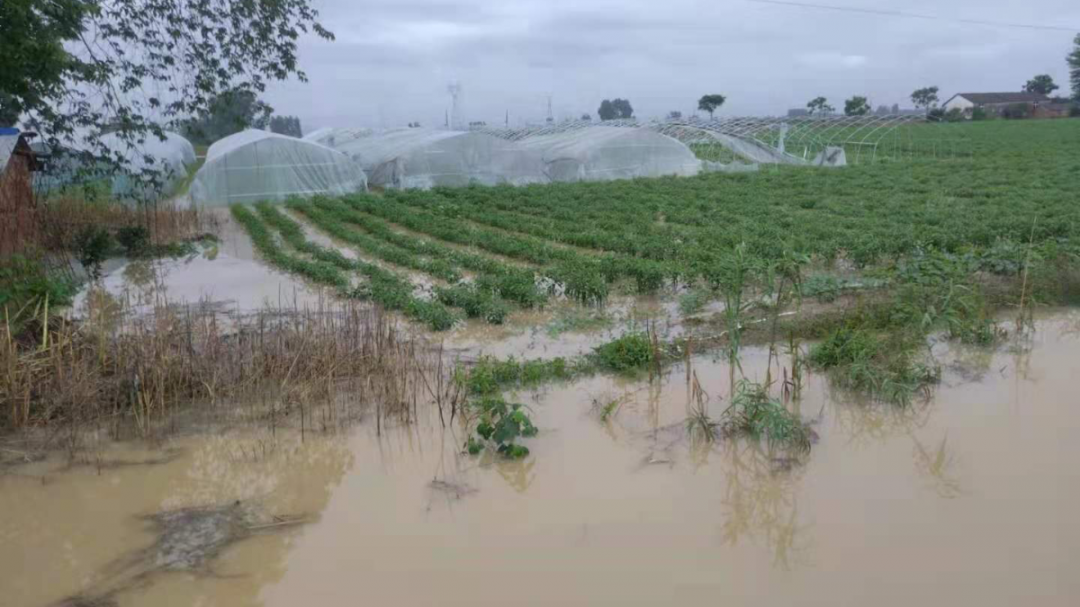 平安产险汉寿支公司快速完成蔬菜暴雨受灾理赔