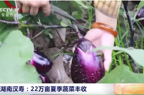 央视报道：湖南汉寿 22万亩夏季蔬菜丰收