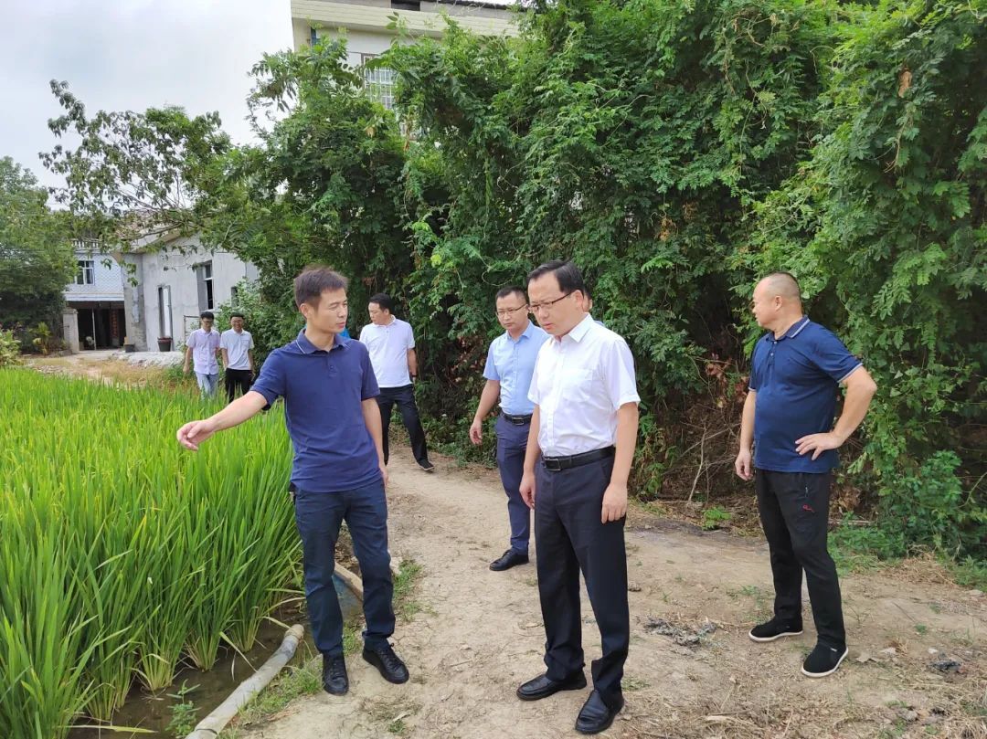 【防御高温 抗旱保收】王时雨到龙阳街道调研抗旱救灾工作