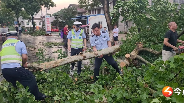 狂风吹倒大树堵路 汉寿交警火速清障保畅