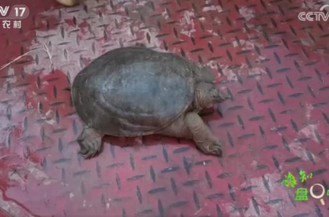 【CCTV】央视记者带您探寻功夫甲鱼的秘密——25分钟的电视片 汉寿甲鱼霸屏14分钟