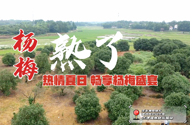 热情夏日，畅享杨梅盛宴