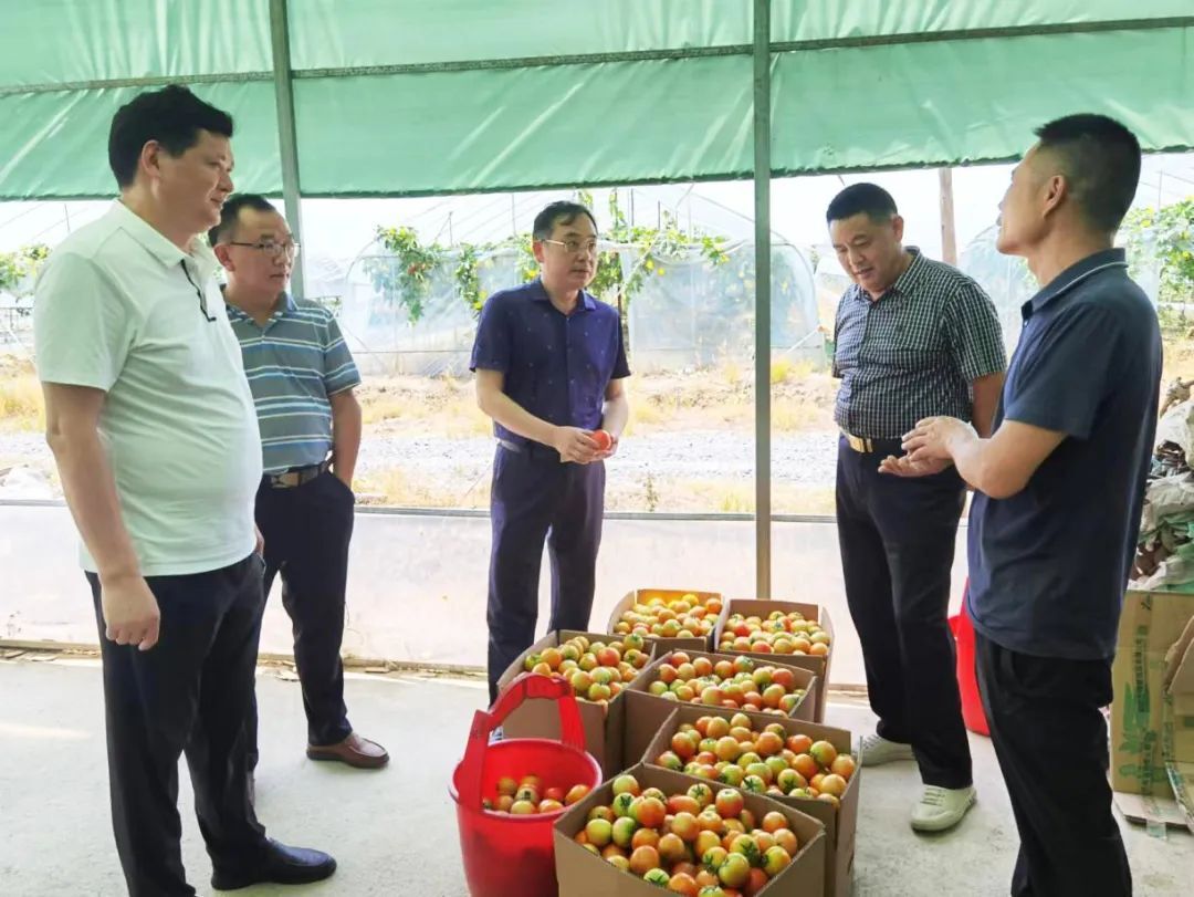 汉寿县政协开展蔬菜种植化肥农药减量增效专项民主监督