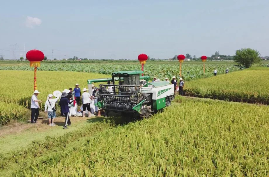 【创新突破 产业突围】汉寿：亩平877.7公斤！创全国再生稻头季高产纪录