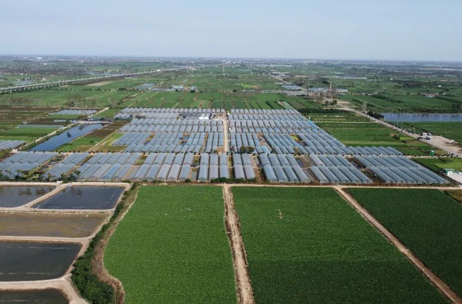 汉寿：先进实用技术 让菜农增收有底气