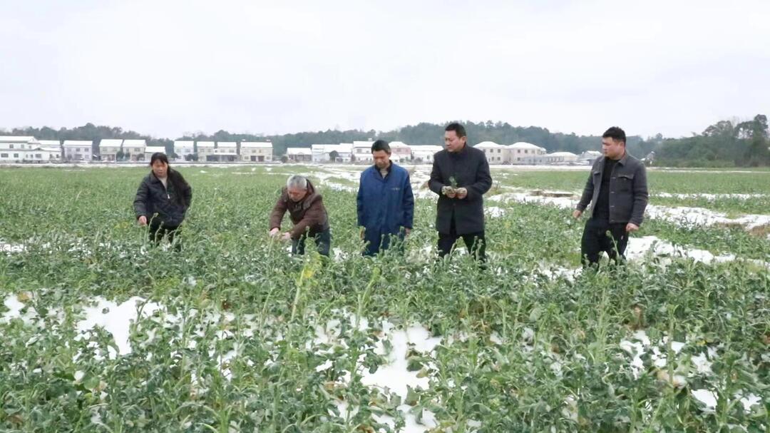 【新春走基层】汉寿：农技人员下田间 支招油菜科学管理