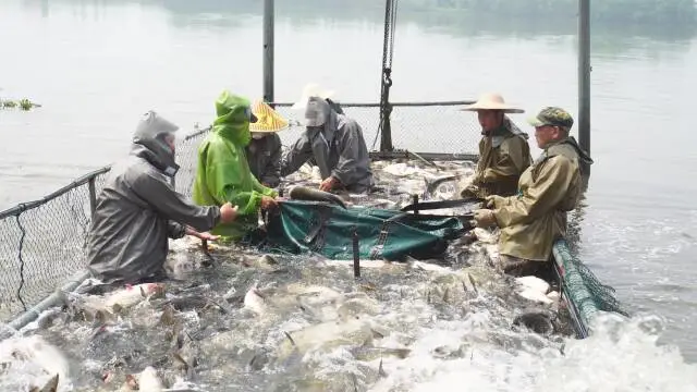 汉寿：生态鱼错峰上市 价格翻倍不愁卖