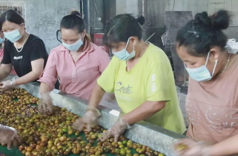 汉寿县崔家桥镇三和社区：合作社里生产忙 群众增收不打烊