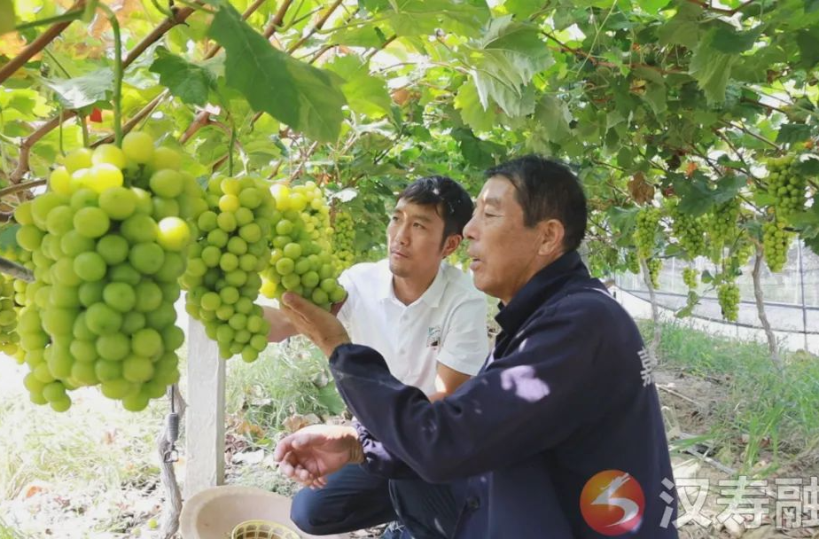 汉寿县沧港镇：葡萄串串甜 农户丰收乐