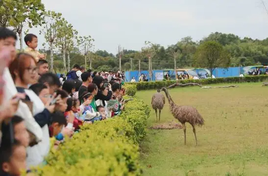 【庆祝中华人民共和国成立75周年】持续火爆！湖南常德野生动物世界停车场“停无虚席”
