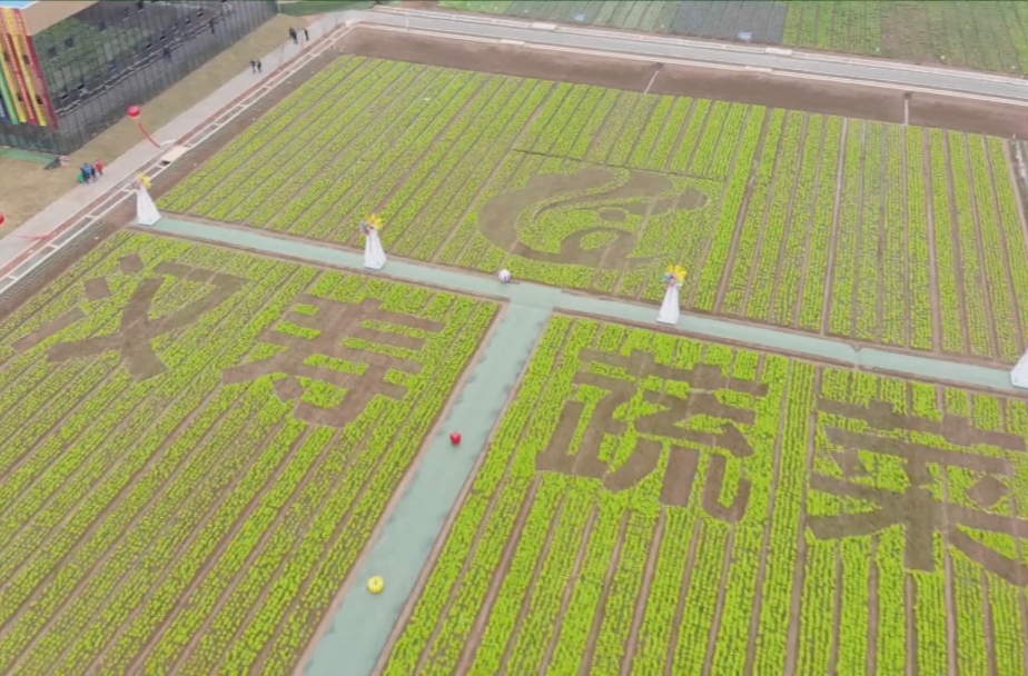 【礼赞新中国 奋进新时代 建功新汉寿】蔬菜产业成果斐然 科技引领乡村振兴新篇章