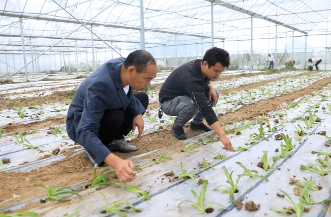 汉寿：育秧大棚种果蔬 接茬轮作促增收