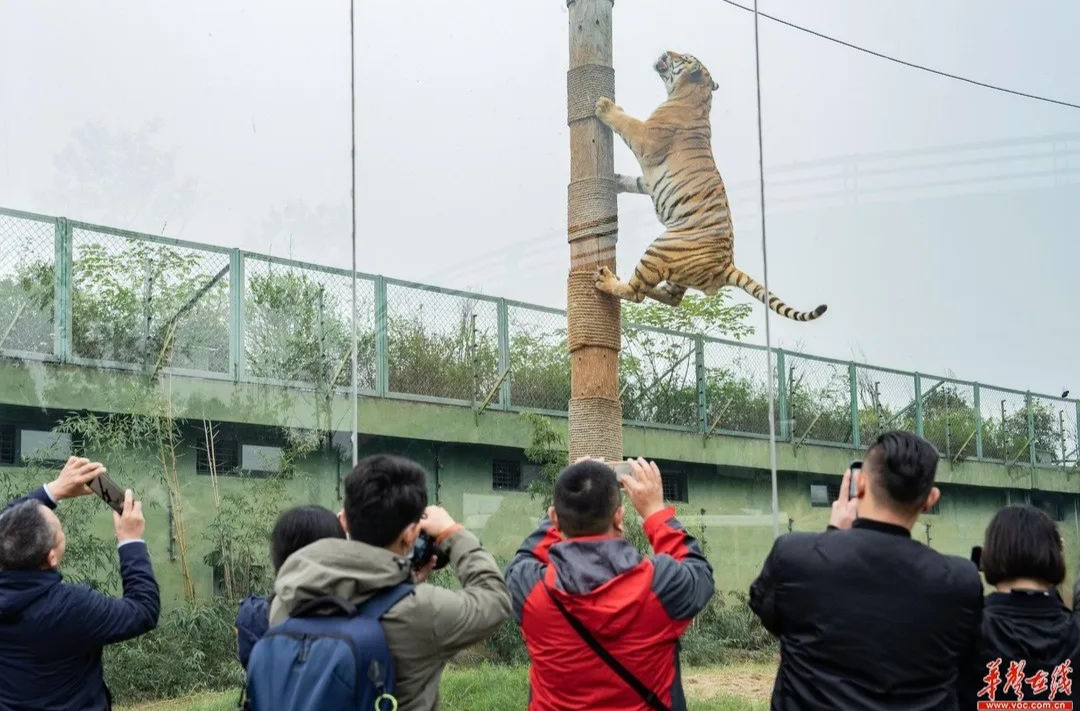 【湖南日报-新湖南】常德野生动物世界：一场近距离的自然生态之旅