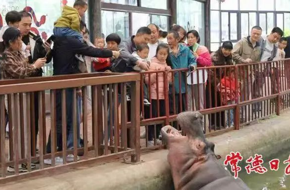 常德日报 | “下次还要来！”常德野生动物世界清明节头两天揽客6万 沉浸式体验催热二次消费