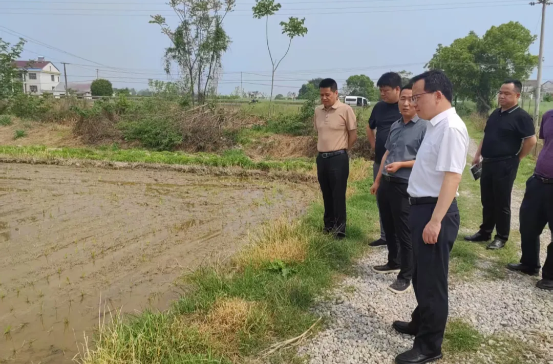 王时雨督导早稻生产工作：稳面积 提产量 促增收 筑牢粮食安全根基
