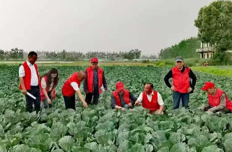 汉寿县老干部网宣协会：蔬菜基地调研采风 “银发力量”助力乡村振兴