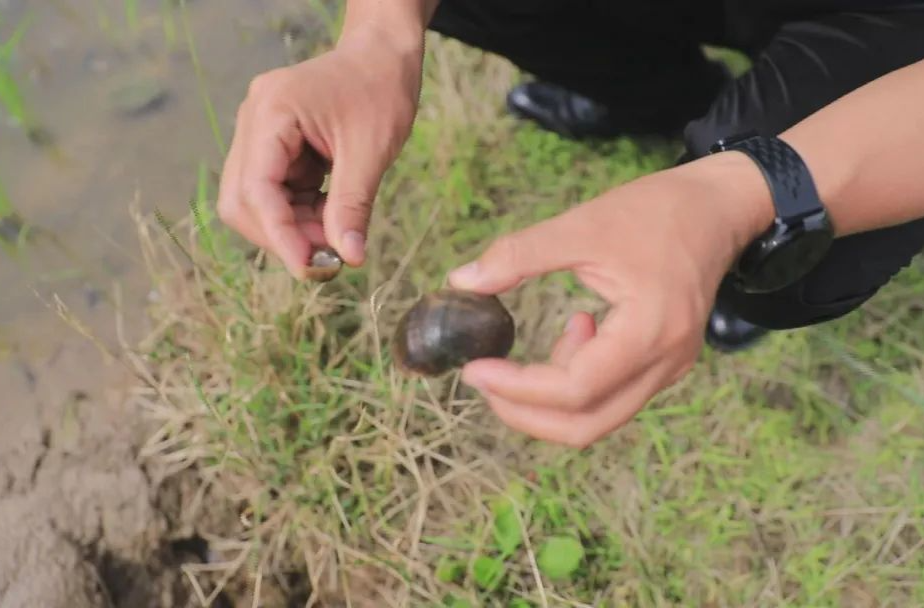 汉寿县开展福寿螺防治药剂田间对比试验