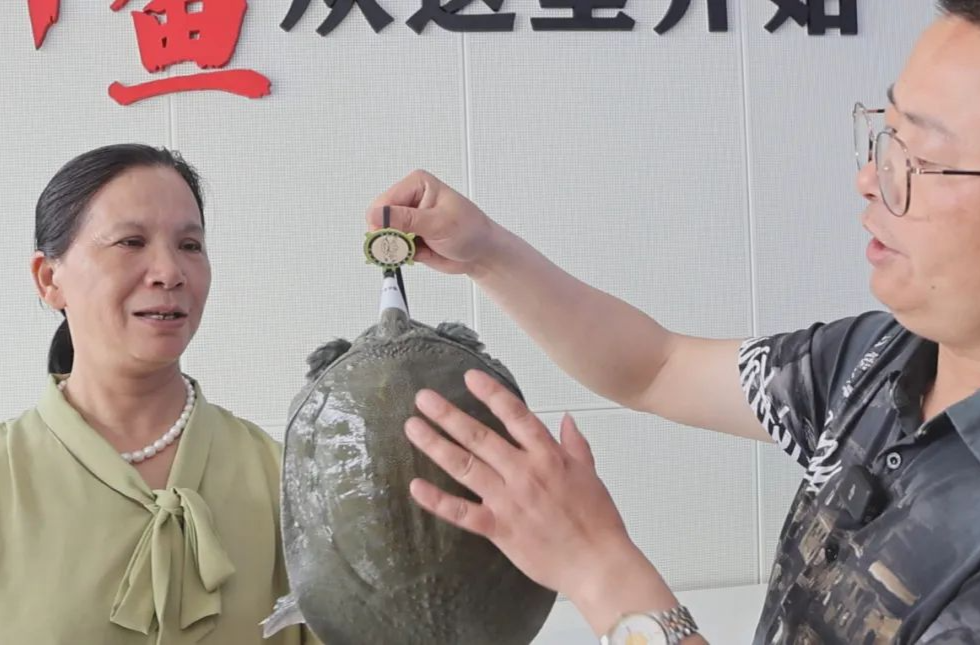 汉寿甲鱼甲天下 | 汉寿甲鱼戴上防伪溯源“身份证”，构建从源头到餐桌品质保障体系