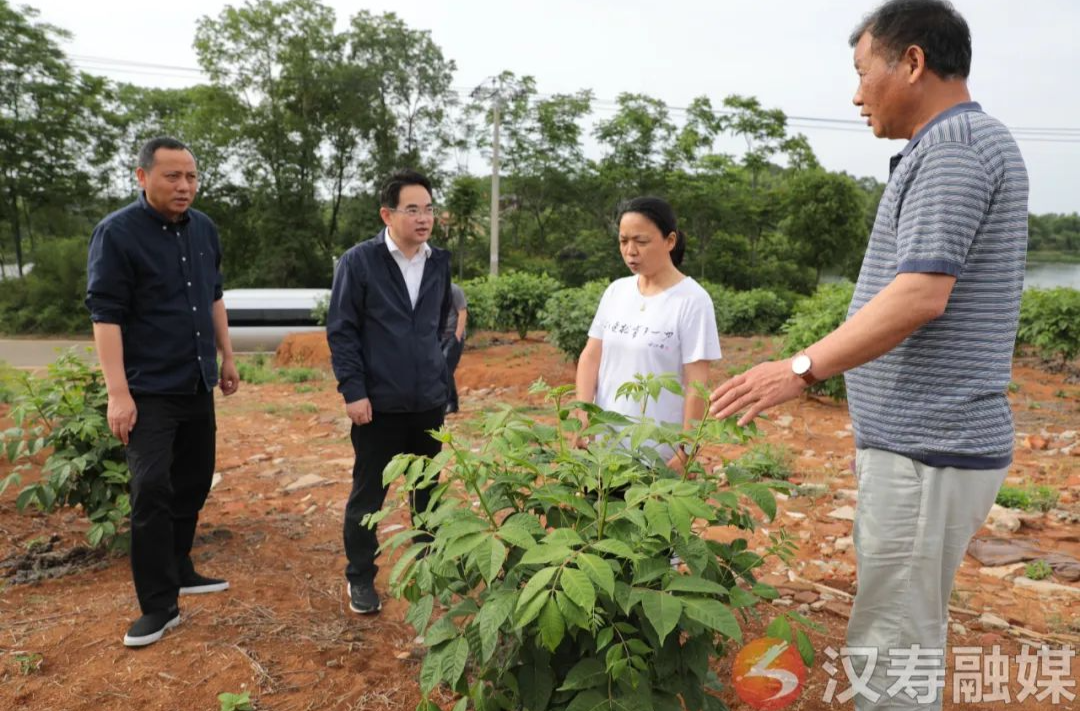 周功表调研中药材产业