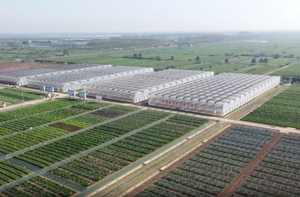 强工稳农 | 汉寿：22万亩夏季蔬菜喜迎丰收