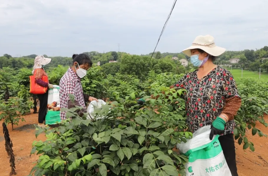 强工稳农丨汉寿：千余亩吴茱萸喜获丰收