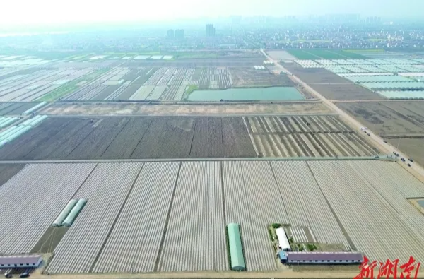 《湖南日報(bào)》丨全省首個(gè)跨鄉(xiāng)鎮(zhèn)林耕置換實(shí)施方案落地漢壽 林地“上山” 耕地“下山”