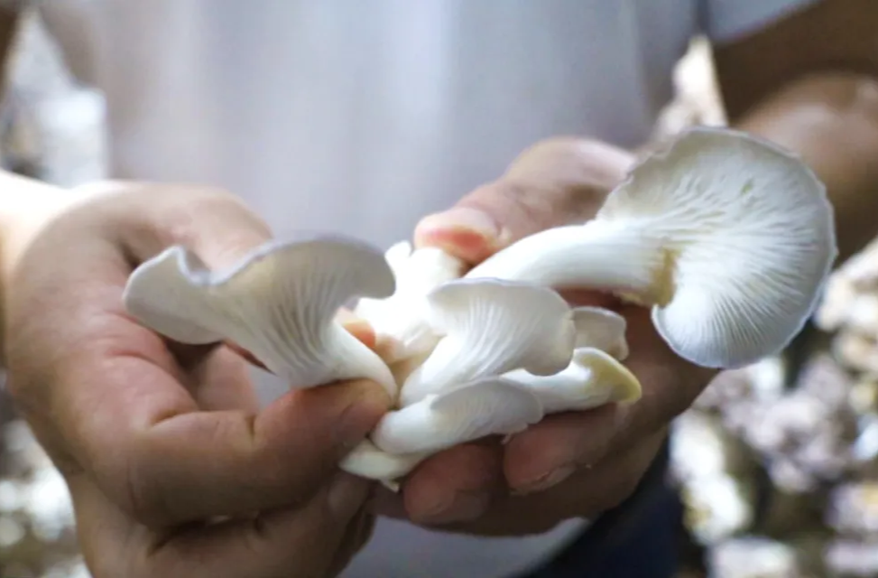 强工稳农 | 岩汪湖镇方嘴村：工厂化生产保供应 “秀珍菇”产销两旺迎双节