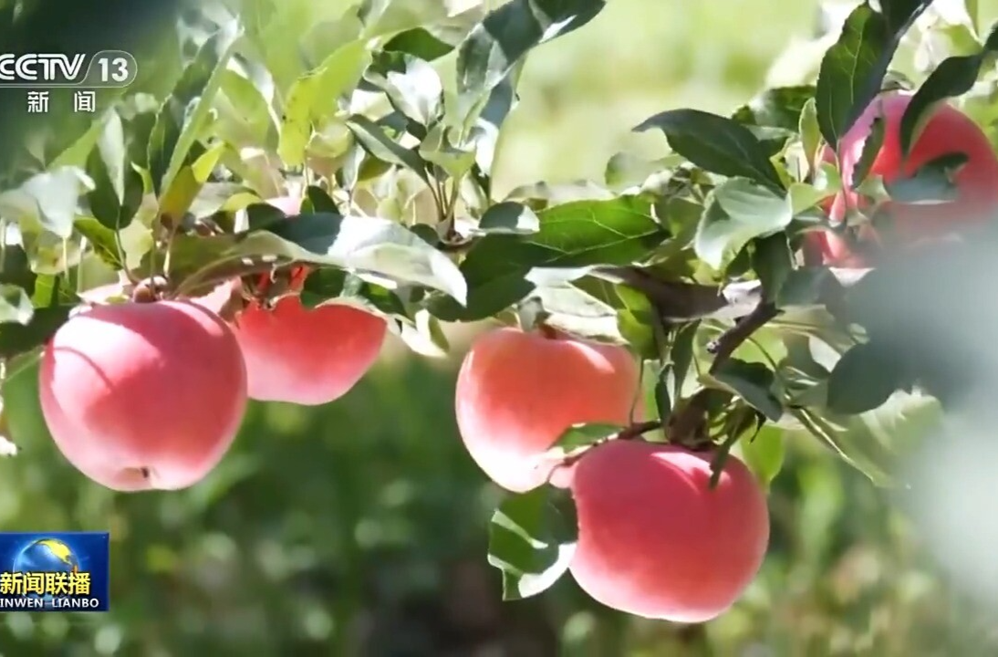 新思想引领新征程丨绘就乡村全面振兴壮美画卷