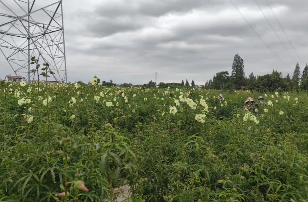 汉寿县罐头嘴镇：“金色花海”铺就乡村振兴新路径