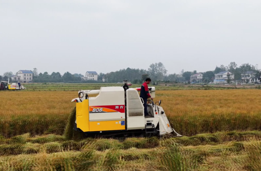 强工稳农 | 汉寿：晚稻喜奏“丰收曲”，秸秆巧觅“好归宿”