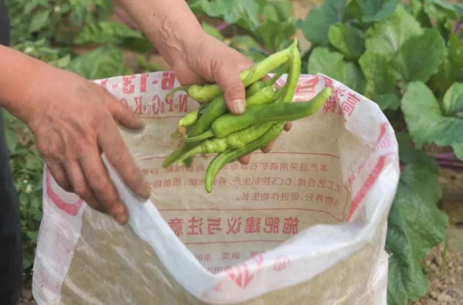 强工稳农 | 汉寿：蔬菜采收忙 绿色种植促增收