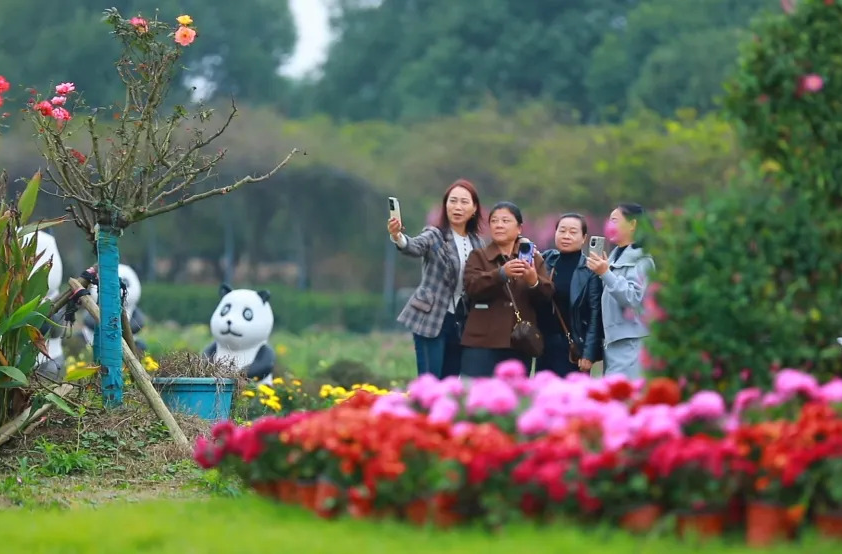 汉寿县2025年首届金秋菊花展开展，100多个菊花品种争奇斗艳