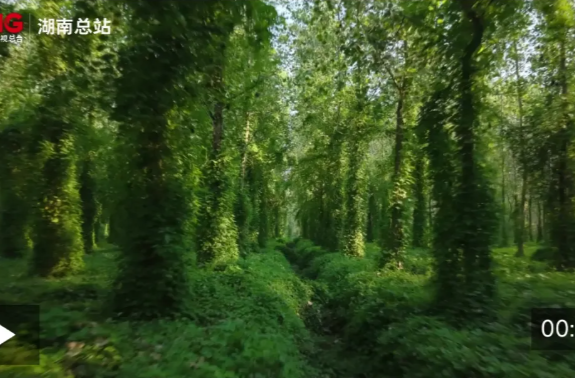 央视新闻 | 遇见现实版“绿野仙踪” 解锁初冬户外新体验（汉寿）