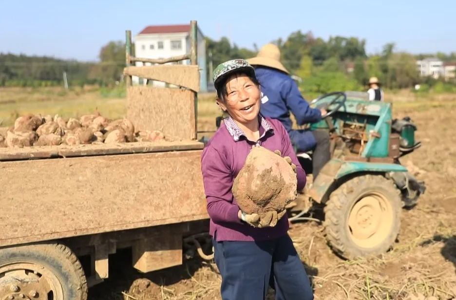 强工稳农 | 百禄桥镇五里牌村：“小红薯”成增收致富“大产业”