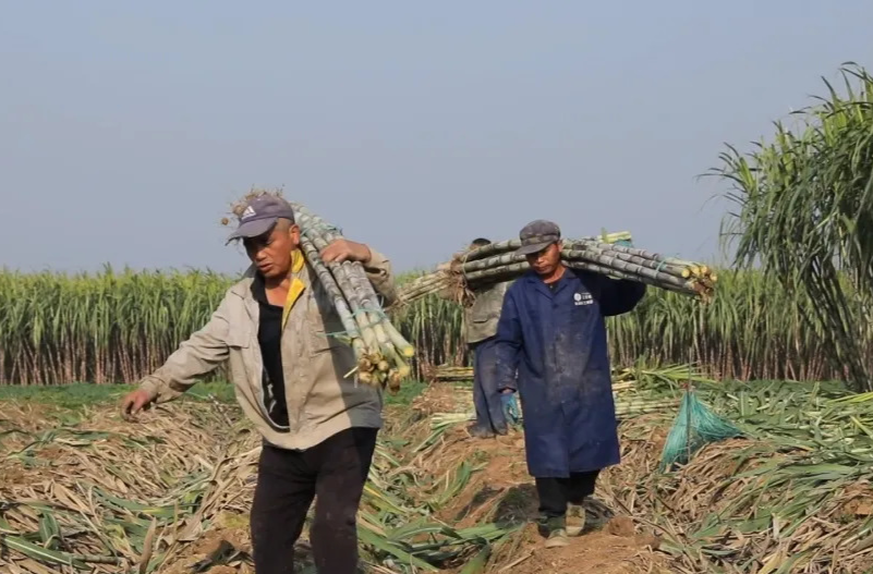 强工稳农 | 汉寿坡头镇：五千亩甘蔗喜丰收 产销两旺促民富