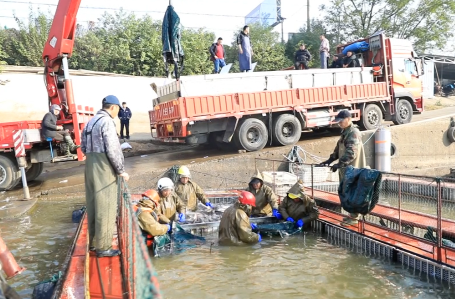强工稳农 | 汉寿：安乐湖开启首场冬捕 百万斤生态有机鱼热销