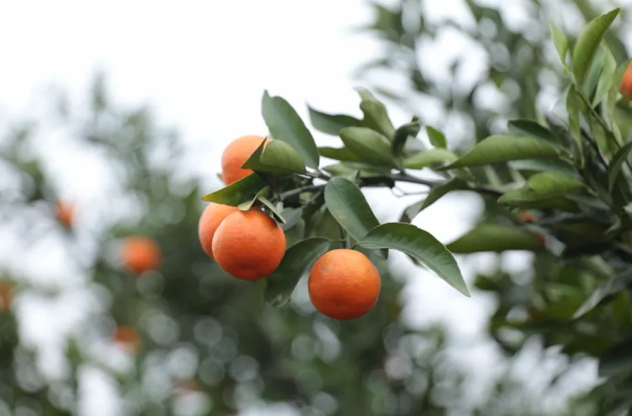 强工稳农 | 龙潭桥镇纸料洲村：“世纪红”柑橘产销两旺