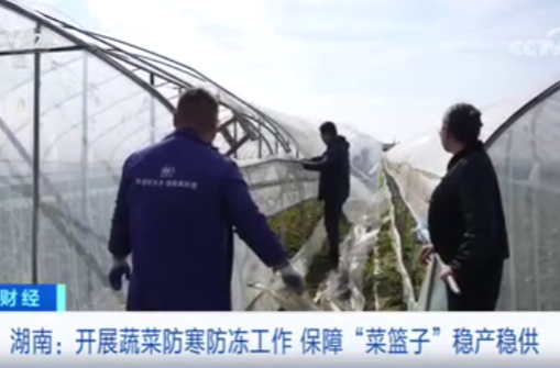 央视丨湖南：开展蔬菜防寒防冻工作 保障“菜篮子”稳产稳供