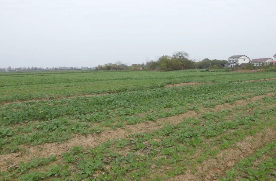 强工稳农 | 汉寿：农技“巡诊”到田头 精心守护油菜生长