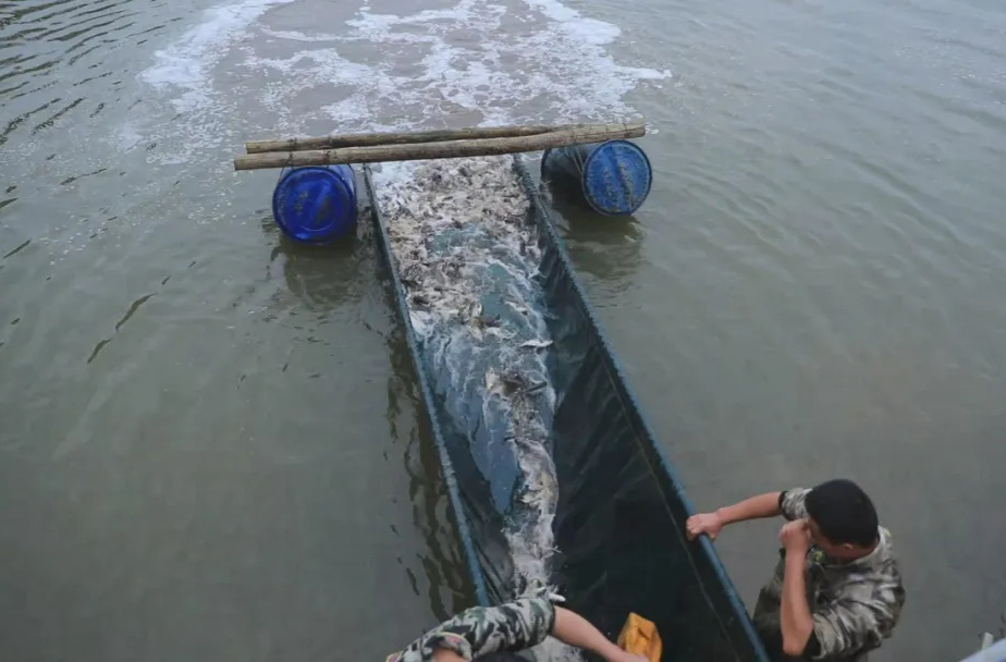 强工稳农 | 汉寿：为湖泊“添新绿”为发展“蓄动能” 息风湖增殖放流18万尾鱼苗