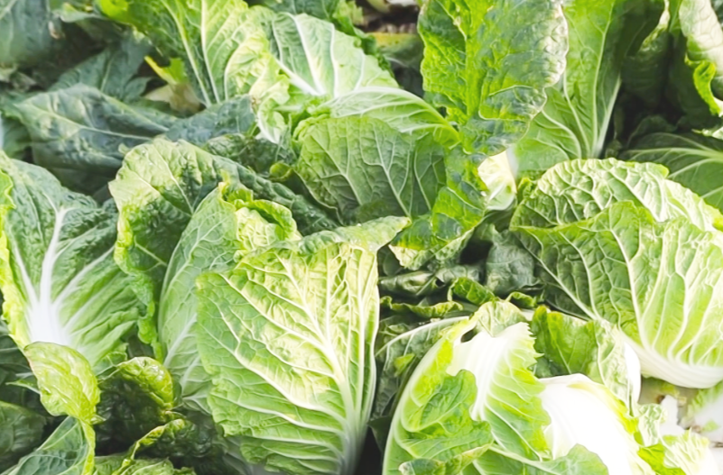 强工稳农 | 汉寿11万亩大白菜丰收上市 订单种植畅销海内外保供“菜篮子”