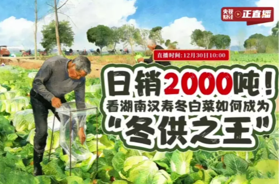 央视财经 | 直播（回放）：日销2000吨！看湖南汉寿冬白菜如何成为“冬供之王”