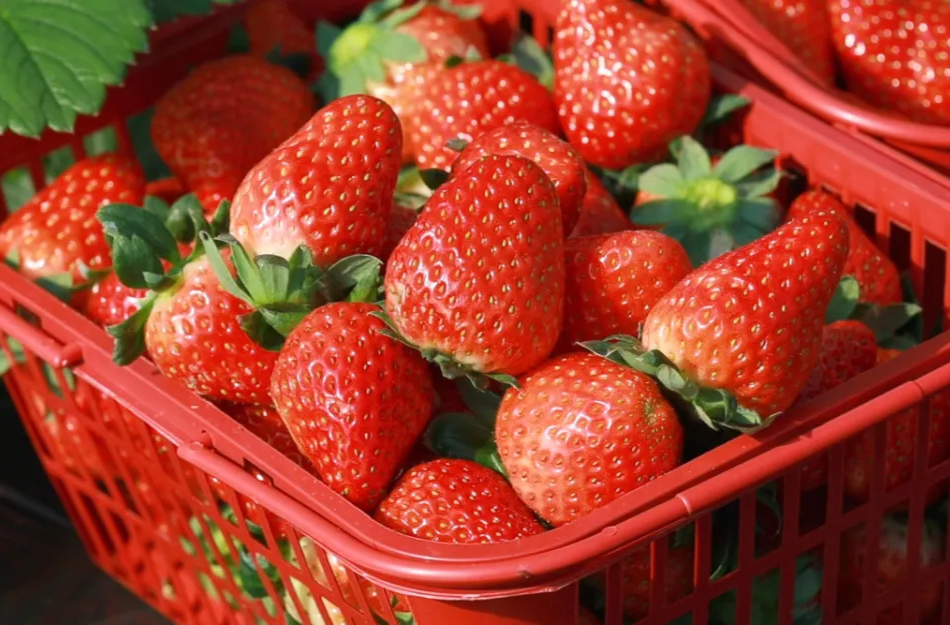 强工稳农 | 汉寿：草莓香飘肖家湾 新农人带回“甜蜜事业”