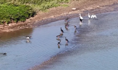 活旅靓城 | 汉寿：西洞庭湖创新生态修复 人工碟形湖成候鸟“新食堂”