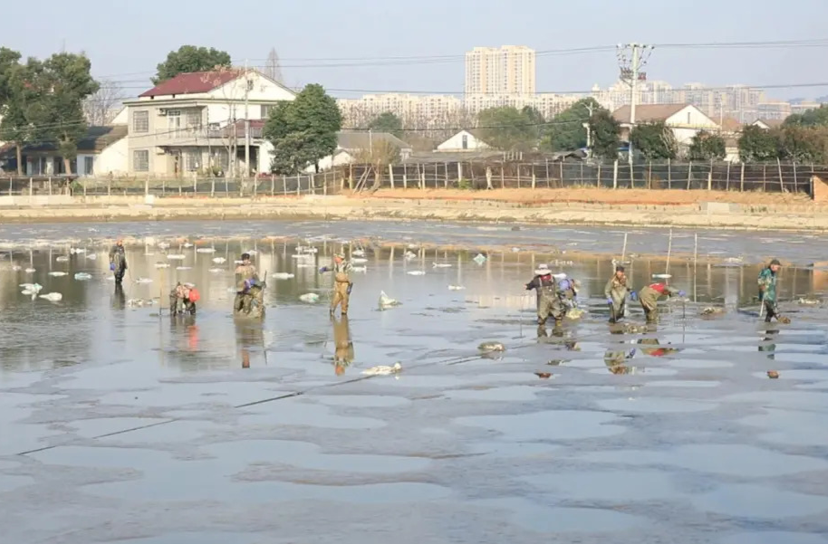 强工稳农 | 汉寿：干塘起甲鱼 丰收迎新年